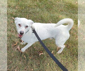 Buzz - Male Chihuahua-Unknown Mix Dog for Adoption - Photo #9