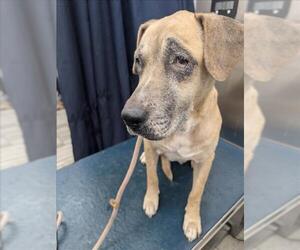Labrador Retriever Dogs for adoption in Mobile, AL, USA