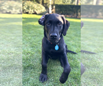 Small #2 Labrador Retriever Mix