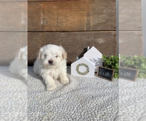 Maltipoo Puppy for sale in GRABILL, IN, USA