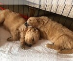 Small Photo #4 Golden Retriever Puppy For Sale in ORLAND PARK, IL, USA