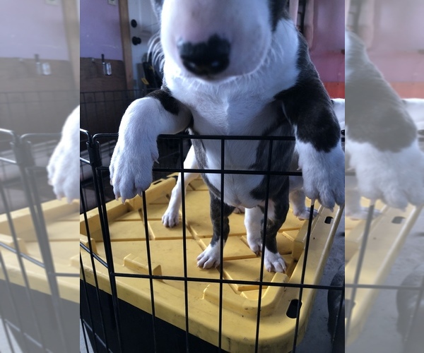 Medium Photo #12 Bull Terrier Puppy For Sale in CRAWFORD, CO, USA