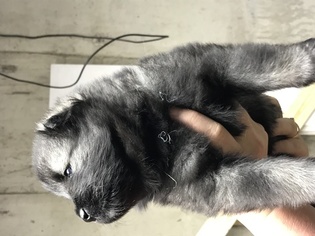 Keeshond Puppy for sale in DENVER, CO, USA