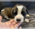 Small Photo #1 Saint Bernard Puppy For Sale in LE MARS, IA, USA