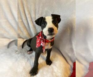 Mutt Dogs for adoption in Plainfield, IL, USA