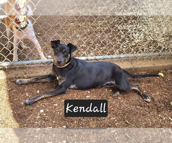 Medium Photo #6 Mutt Puppy For Sale in Granbury, TX, USA