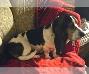 Basset Hound Dogs for adoption in Deepwater, NJ, USA