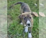 Small #8 Mutt