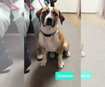 Small Photo #3 Boxer-Unknown Mix Puppy For Sale in Richmond, IN, USA