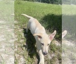 Small #14 German Shepherd Dog
