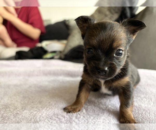 Medium Photo #3 Chihuahua Puppy For Sale in SAN ANTONIO, TX, USA