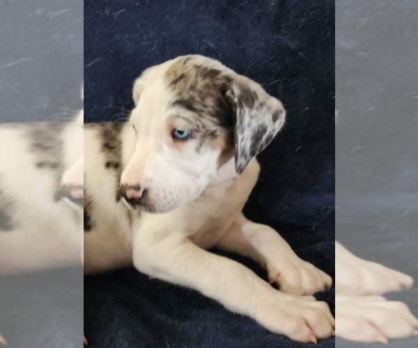 Medium Photo #11 Catahoula Leopard Dog Puppy For Sale in CUMBY, TX, USA