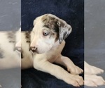 Small #10 Catahoula Leopard Dog