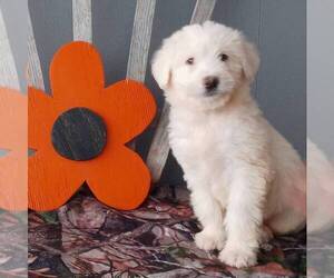 Poodle (Standard)-Siberian Husky Mix Puppy for sale in CANAJOHARIE, NY, USA