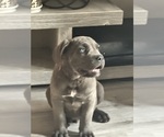 Small #3 Cane Corso