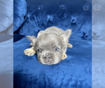 Small Photo #26 French Bulldog Puppy For Sale in PHILADELPHIA, PA, USA