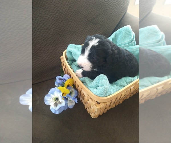 Medium Photo #13 Bernedoodle Puppy For Sale in CALHAN, CO, USA