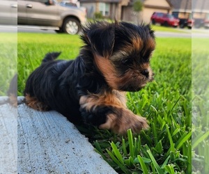 Shorkie Tzu Puppy for sale in COLLEGE STATION, TX, USA