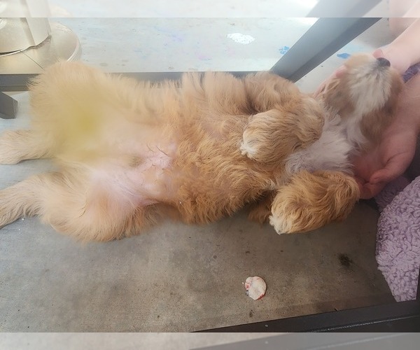 Medium Photo #3 Goldendoodle Puppy For Sale in SAN TAN VALLEY, AZ, USA