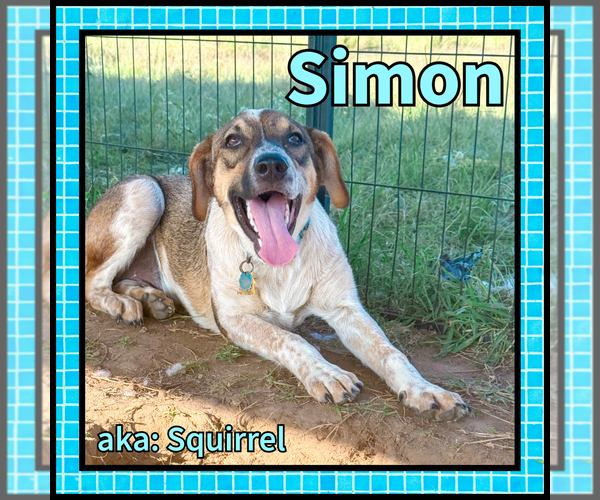 Medium Photo #6 Collie Puppy For Sale in Denton, TX, USA