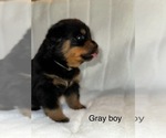 Puppy Grey male Rottweiler