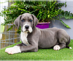 Puppy Karen Great Dane