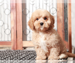 Small #3 Cavapoo