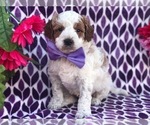 Small Photo #7 Australian Stumpy Tail Cattle Dog-Poodle (Toy) Mix Puppy For Sale in CLAY, PA, USA