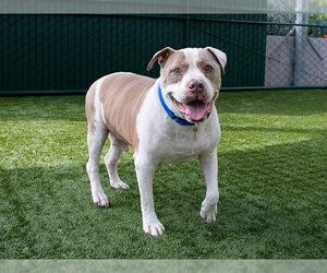 Staffordshire Bull Terrier-Unknown Mix Dogs for adoption in Pasadena, CA, USA