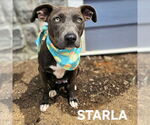 Small #1 American Staffordshire Terrier Mix