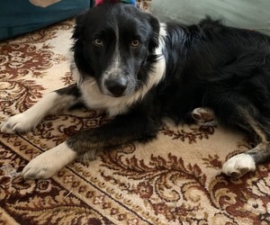 Father of the Border-Aussie puppies born on 04/20/2025