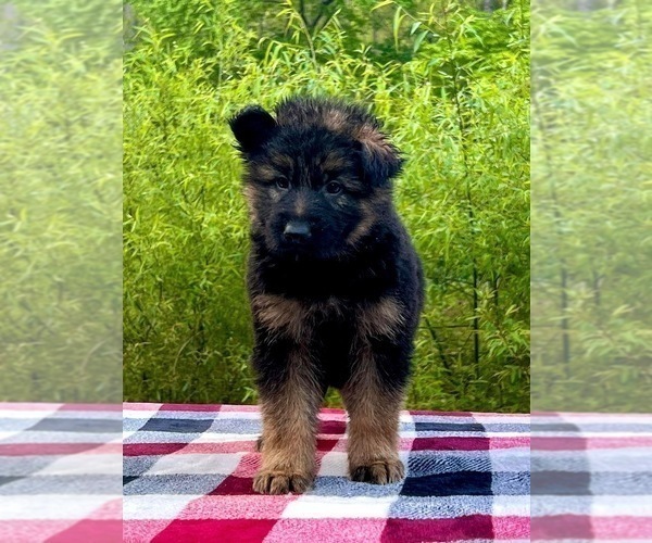 Medium Photo #3 German Shepherd Dog Puppy For Sale in GADSDEN, AL, USA