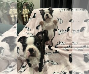 Boston Terrier Litter for sale in BON AQUA, TN, USA