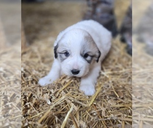 Great Pyrenees Puppy for sale in BANGOR, PA, USA