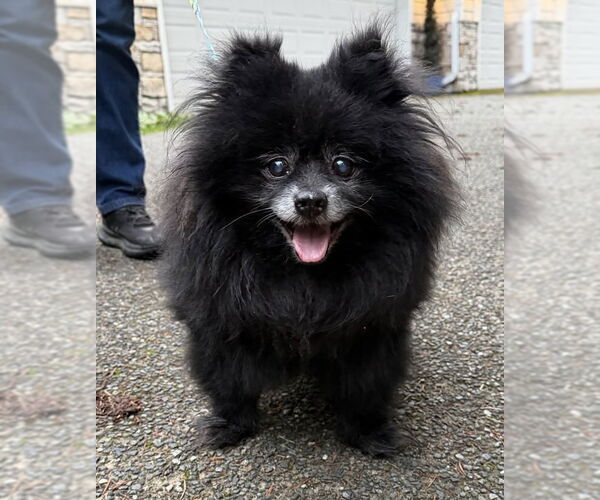 Medium Photo #1 Pomeranian Puppy For Sale in Bellevue, WA, USA