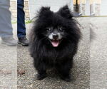 Small Pomeranian