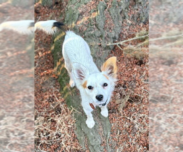 Medium Photo #2 Chihuahua-Unknown Mix Puppy For Sale in Bellevue, WA, USA