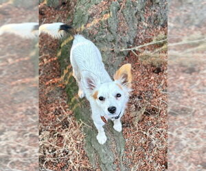 Clover - Female Chihuahua-Unknown Mix Dog for Adoption - Photo #2