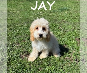 Cockapoo (Miniature) Puppy for sale in HARTLAND, MN, USA
