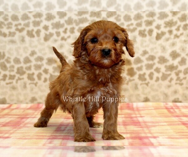 Medium Photo #2 Cavapoo Puppy For Sale in DENVER, PA, USA