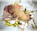 Small Photo #1 Miniature Labradoodle Puppy For Sale in CARTHAGE, MO, USA