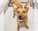 Small #1 German Shepherd Dog Mix