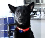 Small #3 Border Collie Mix