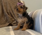 Small #1 Yorkshire Terrier