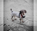 Small #1 Poodle (Miniature)