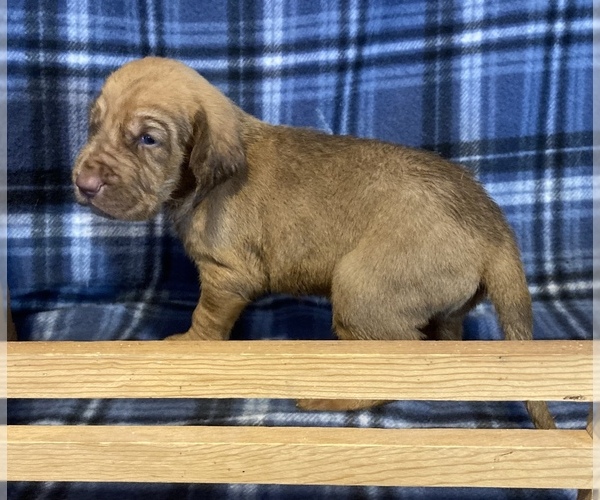 Medium Photo #2 Bloodhound Puppy For Sale in FORT MORGAN, CO, USA