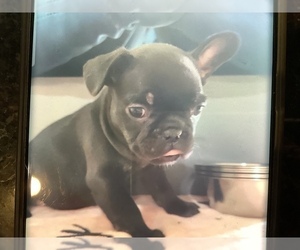 French Bulldog Puppy for Sale in EDMOND, Oklahoma USA