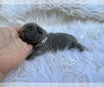 Small Photo #46 French Bulldog Puppy For Sale in HAYWARD, CA, USA
