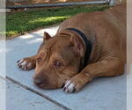 Small #1 American Bulldog Mix