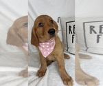 Gracie - Female Golden Retriever Puppy for Sale - Photo #3